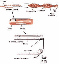 Contracile proteins in muscle, actin and tropomyosin